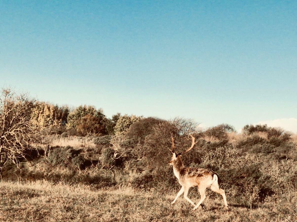 Апартаменты Achter De Duinen Зандфорт Экстерьер фото